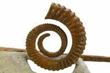 Early Devonian Ammonoid (Anetoceras) With Cephalopod #312712-2